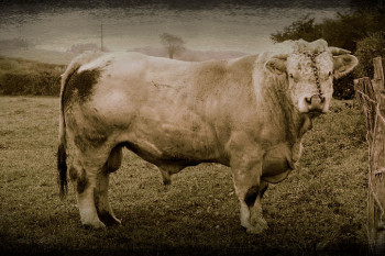 Œuvre contemporaine nommée « Max, le Charolais », Réalisée par JOëL CADIOU