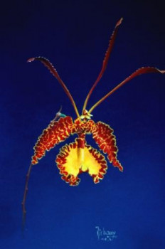 Œuvre contemporaine nommée « ONCIDIUM KRAMERIANUM », Réalisée par MICHEL MICHAUX