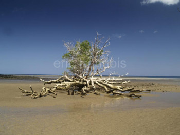 Œuvre contemporaine nommée « Mangrove (Mayotte) », Réalisée par ERIC TRANNOIS