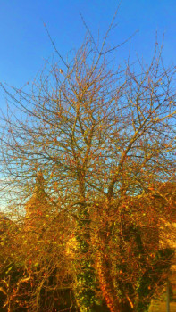 Œuvre contemporaine nommée « SOLEIL   MATINAL   SUR    UN    ARBRE   SANS  FEUILLE  », Réalisée par ASGRAPHE2023