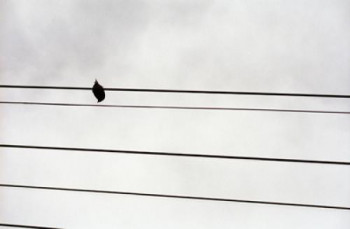 Œuvre contemporaine nommée « Oiseau », Réalisée par FLOPHOTOGRAPHE