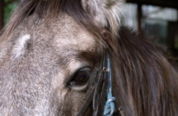 Œuvre contemporaine nommée « Cheval », Réalisée par FLOPHOTOGRAPHE