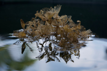 Œuvre contemporaine nommée « Nature d'un reflet 4 », Réalisée par LAMOTTE RéGIS