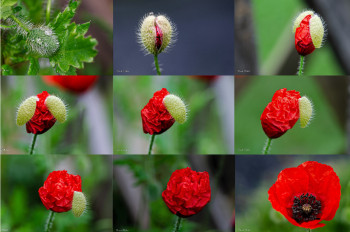 Œuvre contemporaine nommée « éclosion d'un coquelicot », Réalisée par NICOLE MALLET