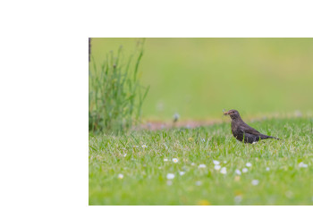 Œuvre contemporaine nommée « DANS LE PRÉ », Réalisée par WILLIAMSPHOTOGRAPHIE