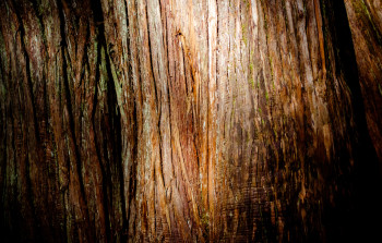 Œuvre contemporaine nommée « Peau d'arbre », Réalisée par MARIE SEILLERY