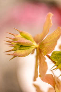 Œuvre contemporaine nommée « Hellebore ou rose de Noel », Réalisée par /MARIE CHRISTINE BARNEAUD