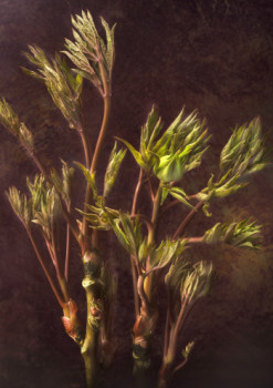 Œuvre contemporaine nommée « métamorphose florale », Réalisée par CLAUDIA ALBISSER HUND
