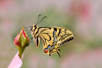 Œuvre contemporaine nommée « Le Machaon », Réalisée par DREAMS 14