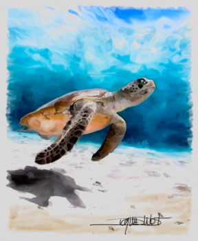 Tortue de floride Sur le site d’ARTactif