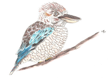 Œuvre contemporaine nommée « Kookaburra », Réalisée par LAURA RENAUDIN