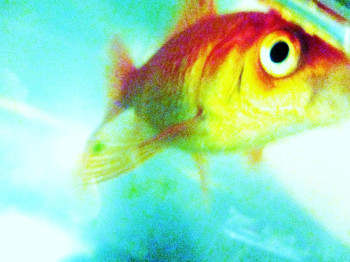 Œuvre contemporaine nommée « Mon poisson rouge », Réalisée par MONIQUE CAMBRAI
