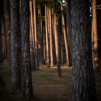 Œuvre contemporaine nommée « Sous-bois numero un », Réalisée par ALAIN MACHELIDON