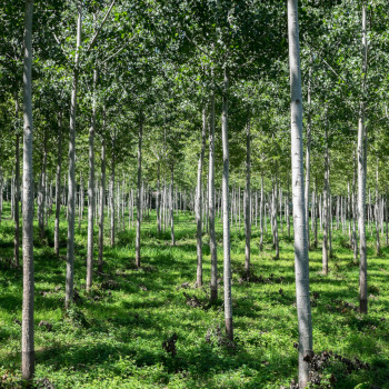 Œuvre contemporaine nommée « Sous-bois numero deux », Réalisée par ALAIN MACHELIDON