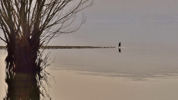 Œuvre contemporaine nommée « Le CORBEAU », Réalisée par PLANETE VERDON