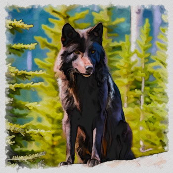 loup alpha noir Sur le site d’ARTactif