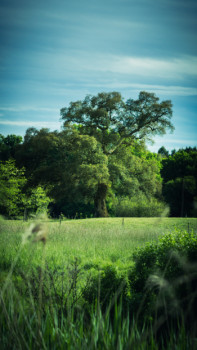 Œuvre contemporaine nommée « The lonely tree », Réalisée par PIERRE SASSI