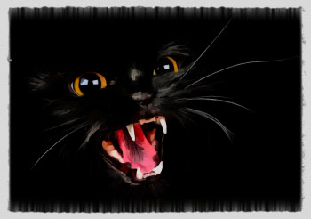 black cat Sur le site d’ARTactif