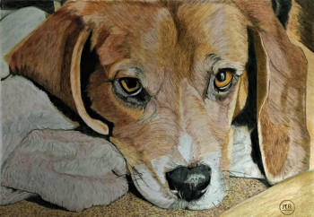 Beagle au repos Sur le site d’ARTactif