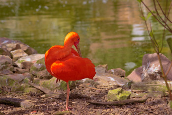 Œuvre contemporaine nommée « Ibis rouge », Réalisée par DREAMS 14