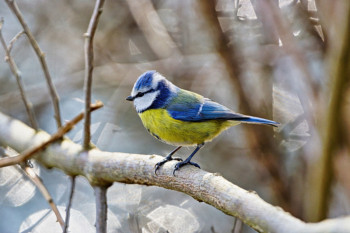 Œuvre contemporaine nommée « Mésange bleue », Réalisée par DOMINIQUE JUILLET