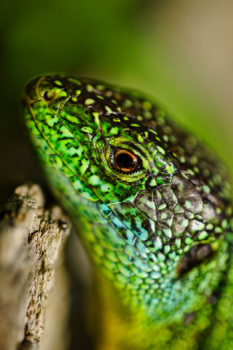 Œuvre contemporaine nommée « Lézard vert (portrait) », Réalisée par DOMINIQUE JUILLET