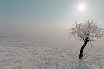 Œuvre contemporaine nommée « L'ARBRE EN HIVER », Réalisée par GEORGES BARRé