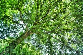 Œuvre contemporaine nommée « ARBRE 1 », Réalisée par JEAN-JACQUES MASSOU