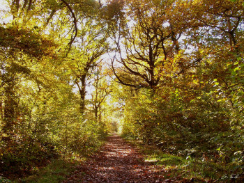 Œuvre contemporaine nommée « Forêt automnale », Réalisée par GRéGORY FOULON