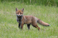 photos-animalieres-et-portraits