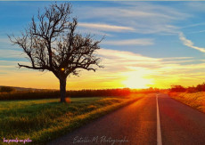 sur-la-route-des-vins