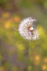 bouquet-detoiles