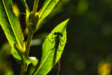 ombre-dun-agrion