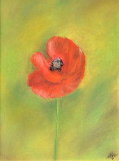 reve-de-coquelicot