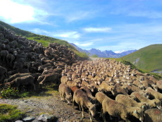 troupeau-de-moutons-couleur