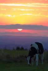 merci-les-vaches