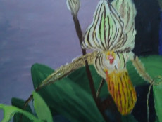 orchidee-rothschilds-slipper