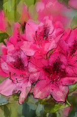 rhododendron-10