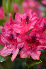 rhododendron-1