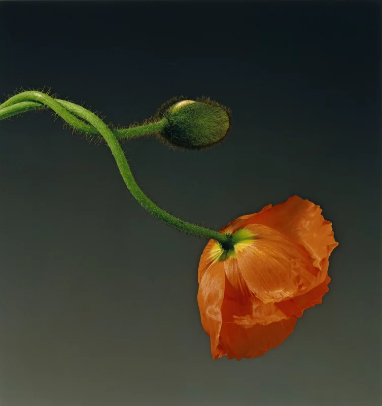 Poppy de Robert Mapplethorpe (1988)